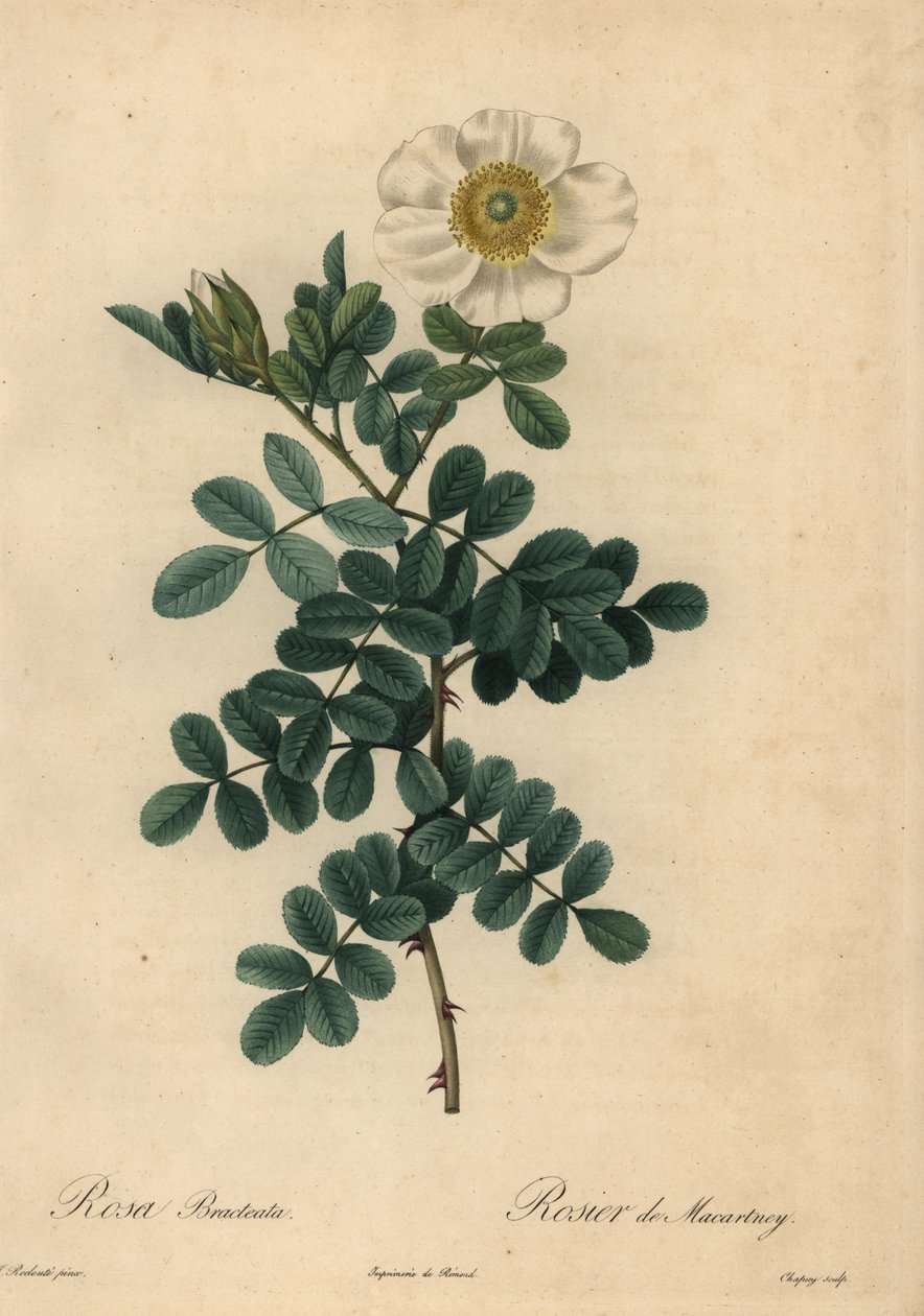 Fehér csirke rózsa, Rosa bracteata, alkotó: Jean Baptiste Chapuy