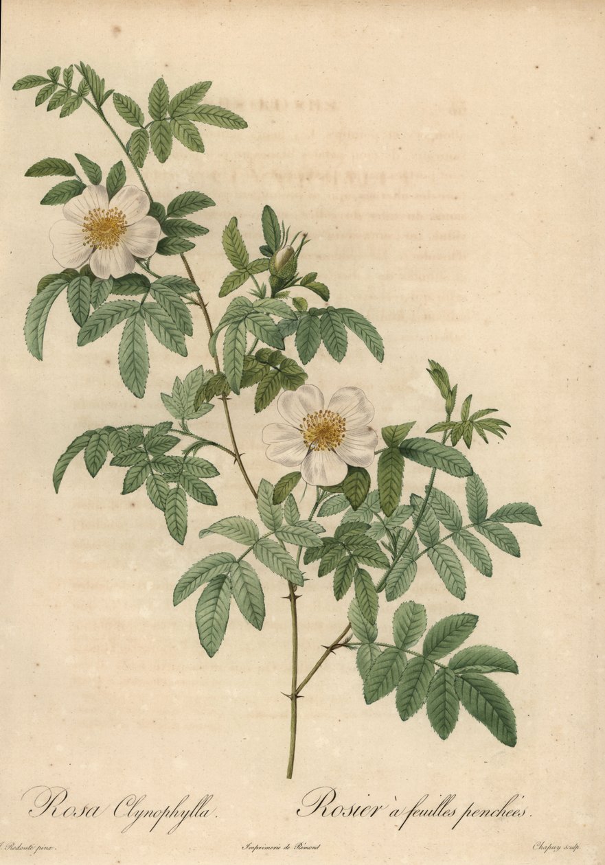 Fehér rózsa, Rosa clynophylla. alkotó: Jean Baptiste Chapuy