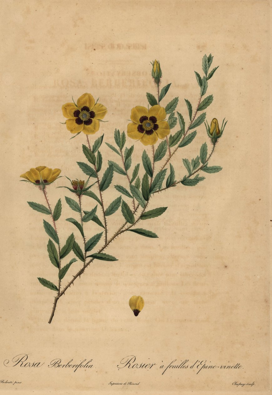 Sárga rózsa, Rosa berberifolia. alkotó: Jean Baptiste Chapuy