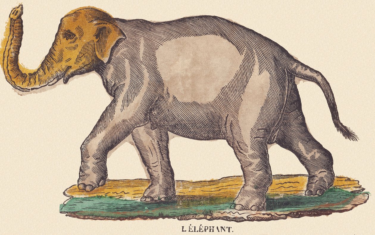 Az elefánt, 1840-1852 körül (litográfia) alkotó: Jean Baptiste Thiebault