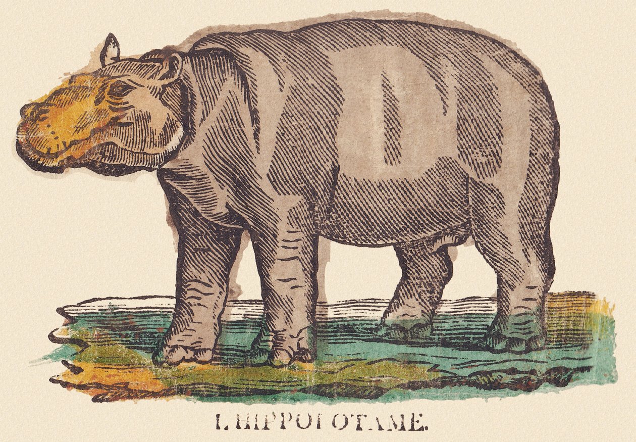 A víziló, 1840-1852 körül (litográfia) alkotó: Jean Baptiste Thiebault