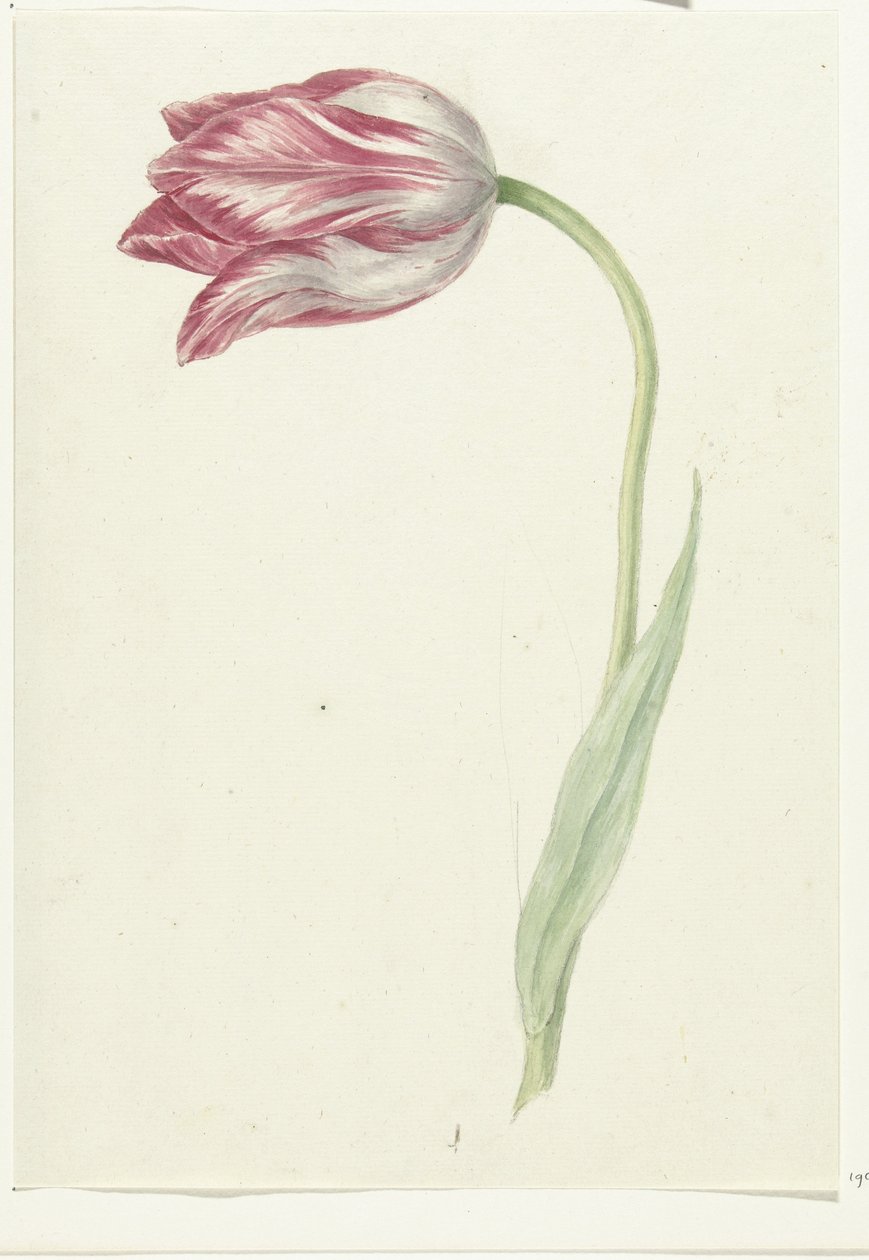 Rózsaszín tulipán alkotó: Jean Bernard