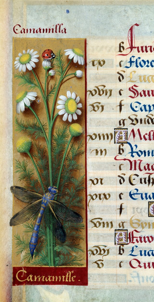 Botanikai: kamilla katicabogárral és szitakötővel. Miniatűr Jean Bourdichon (1457-1521) "" Les grandes Hours d