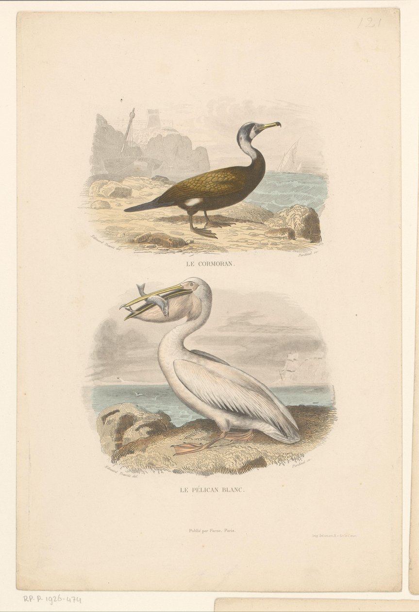 Kormorán és fehér pelikán Le cormoran (cím a tárgyon) Le pelican blanc (cím a tárgyon) alkotó: Jean Charles Pardinel