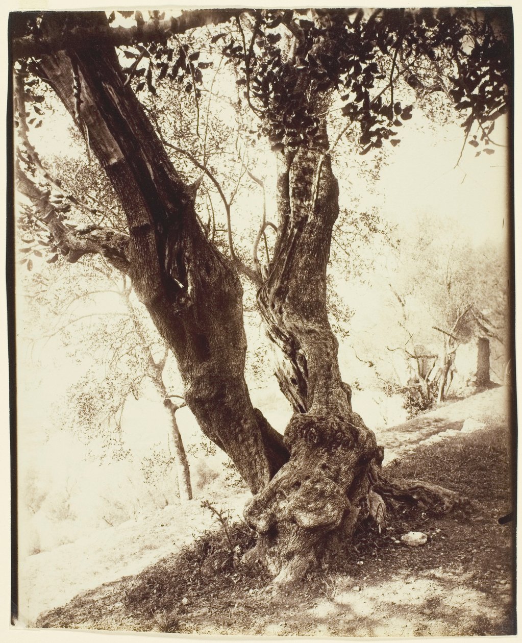 Olivier, Nizza (Olive Tree, Nizza) alkotó: Jean Eugène Auguste Atget