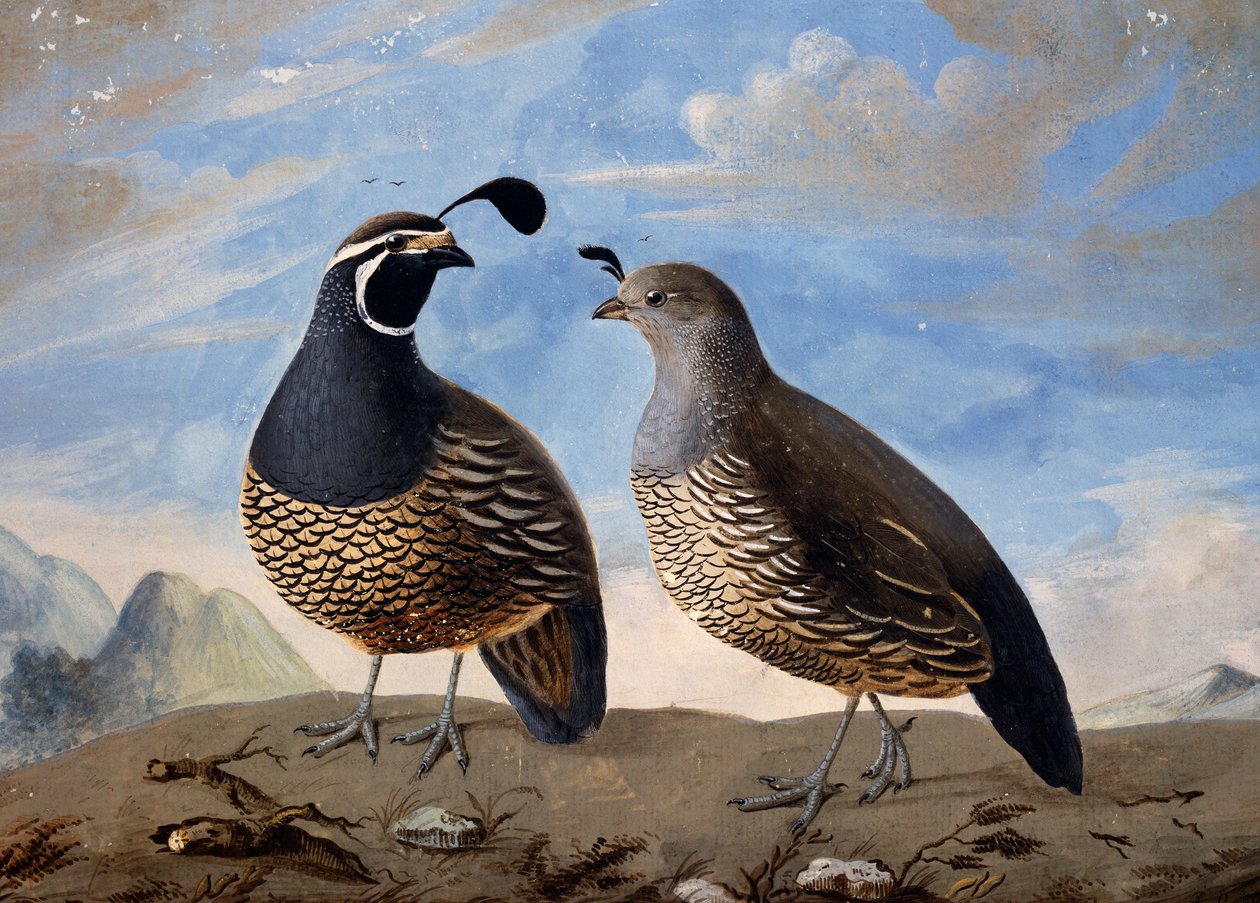 Kaliforniai fogolypár, Prevost akvarellje, Jean-Francois de Galaup de La Perouse (1741-1788) 1785 és 1788 közötti utazásának perceiből alkotó: Jean Francois de Galaup de La Perouse