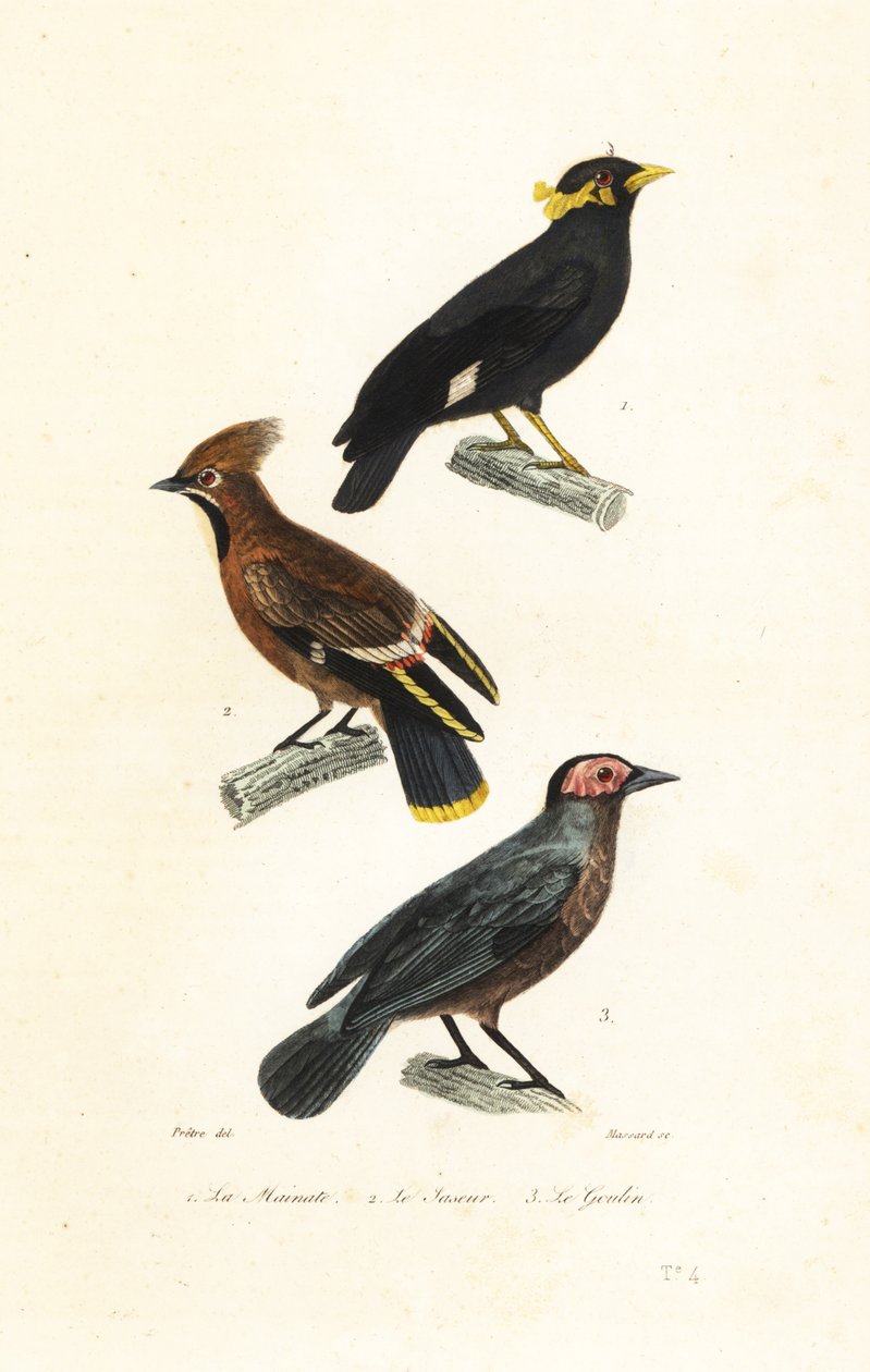 Hill myna, bohém viaszszárny és coleto. alkotó: Jean Gabriel (after) Pretre