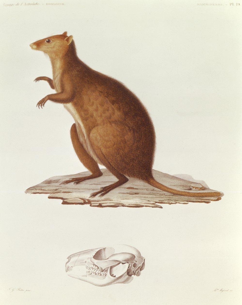 Wallaby vagy rövidfarkú kenguru (setonix brachyrus) illusztrációja a Voyage de la Corvette lAstrolabe Pendant les Annes 1826-29 című művéből, Jules Sebastien Cesar Dumont dUrville (1790-1842) 1830-35 (engr) alkotó: Jean Gabriel Pretre