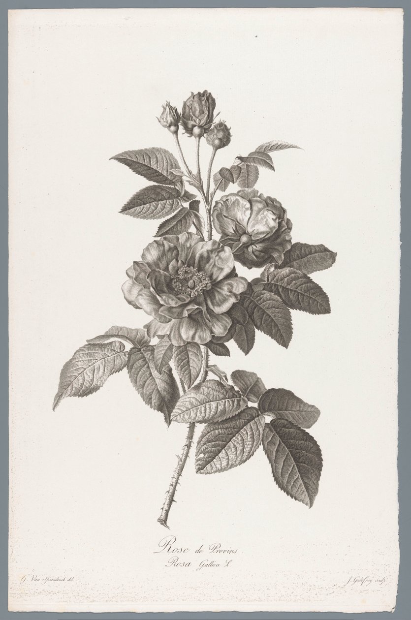 francia roos Rose de Provins / Rosa Gallica L. (cím a tárgyon) Természetből merített virágok (...) (sorozat címe) alkotó: Jean Godefroy