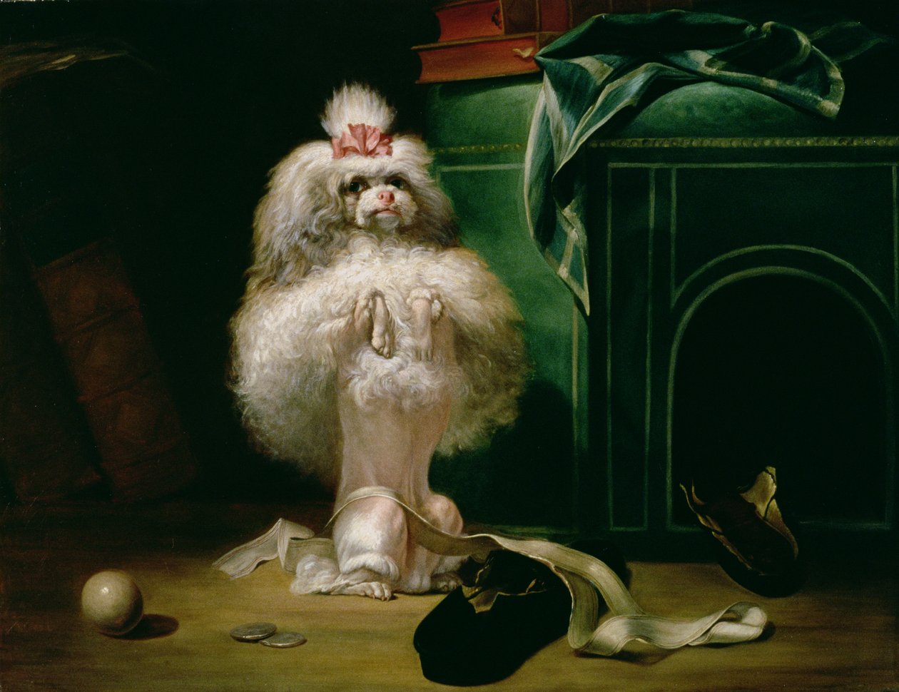 A Havannah fajta kutyája, 1768 alkotó: Jean Jacques Bachelier