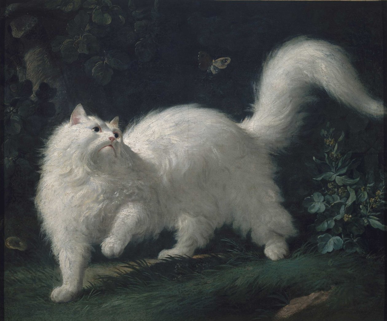Pillangót kergető angóra macska, c. 1760 (olaj, vászon) alkotó: Jean Jacques Bachelier