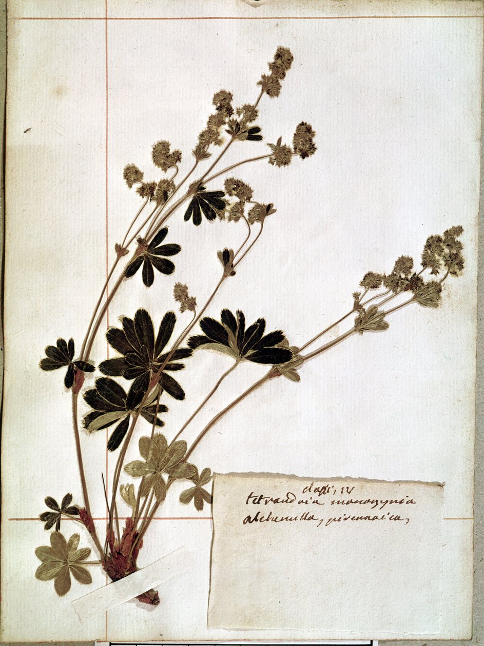 Alchemilla, Herbáriumból (préselt virágok) alkotó: Jean Jacques Rousseau
