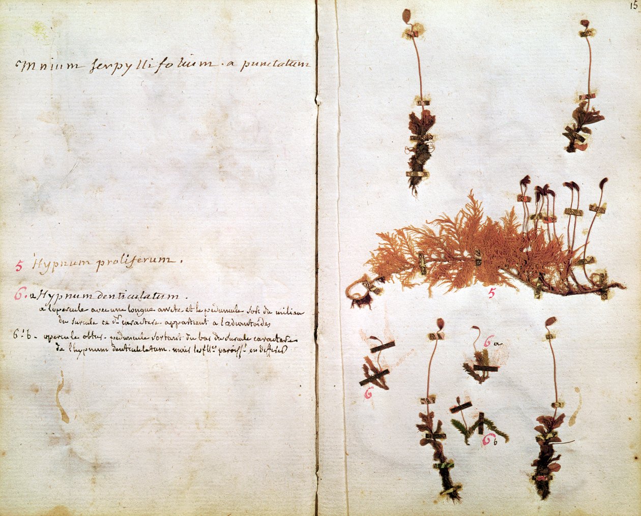 15. oldal egy Herbáriumból alkotó: Jean Jacques Rousseau