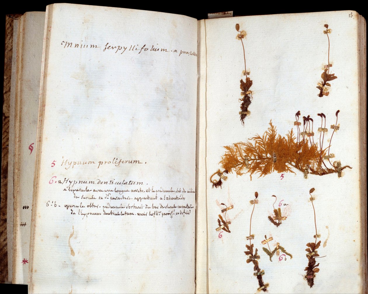 Jean Jacques Rousseau (1712-1778), a Lumieres írója és filozófusa herbáriumának lapjai, levél és virág kéziratos megjegyzésekkel alkotó: Jean Jacques Rousseau