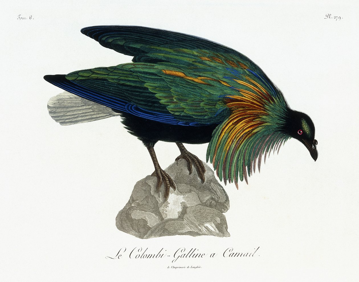 Nikobár galamb, 1799-1808 alkotó: Jean Lebrecht Reinold