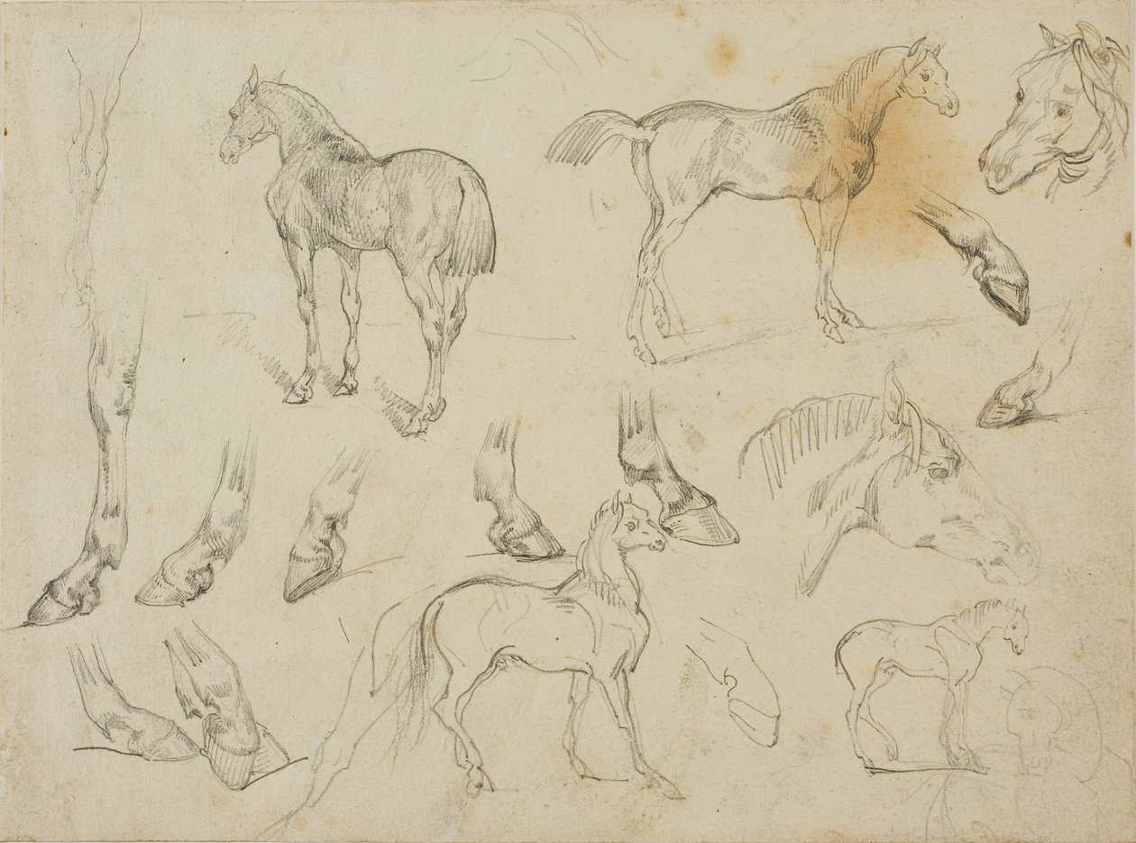 Egy ló vázlatai alkotó: Jean Louis André Théodore Géricault