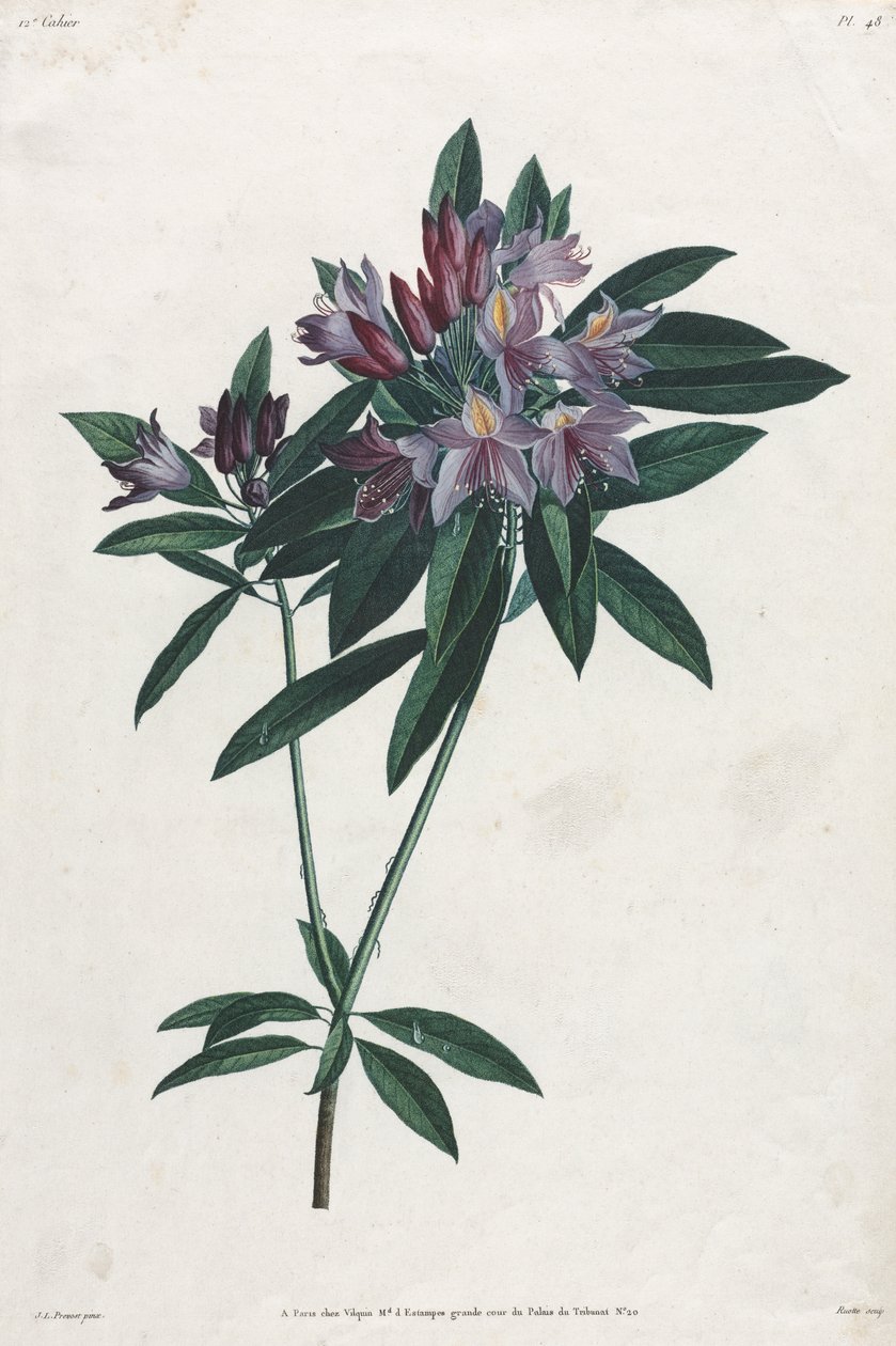 Pontic Rhododendron alkotó: Jean Louis Prevost