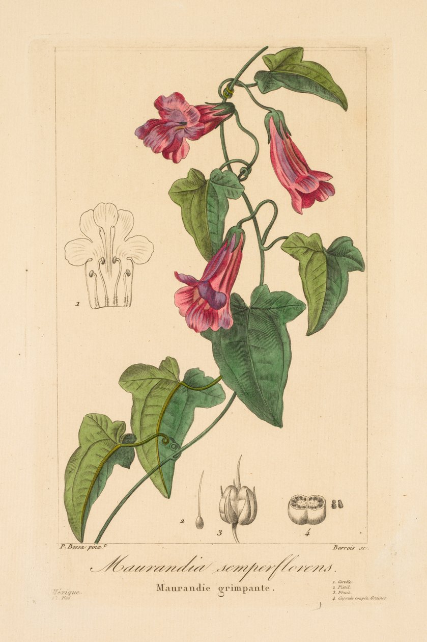 Kertészek, amatőrök és gyárosok növényvilága: Maurandia semperflorens, 1836. alkotó: Jean Pierre Frederic Barrois