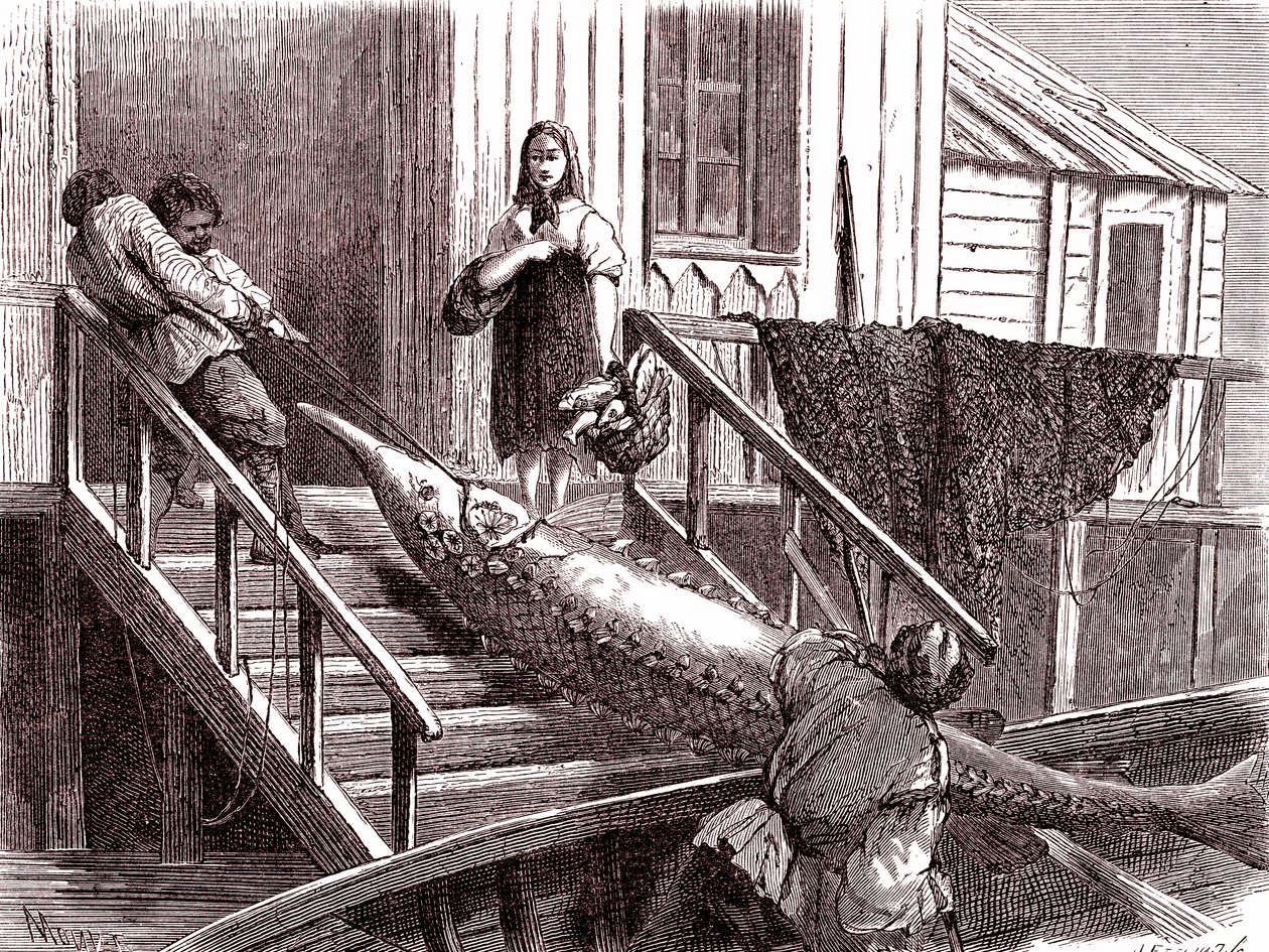 Fishing the sturgeon on the Volga river, Russia. 1867 (engraving) alkotó: Jean Pierre Moynet