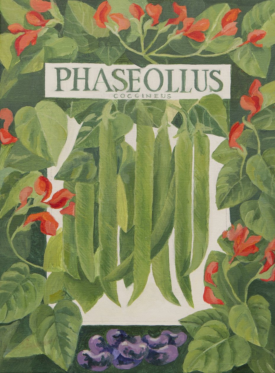 Phaseollus (futóbab) (akril) alkotó: Jennifer Abbott