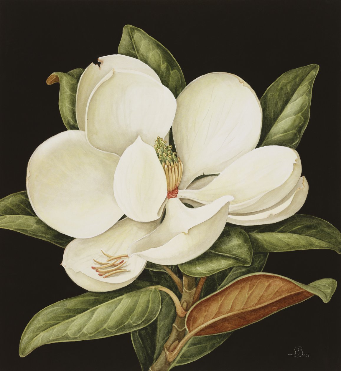 Magnolia Grandiflora, 2003 (wc papíron) alkotó: Jenny Barron