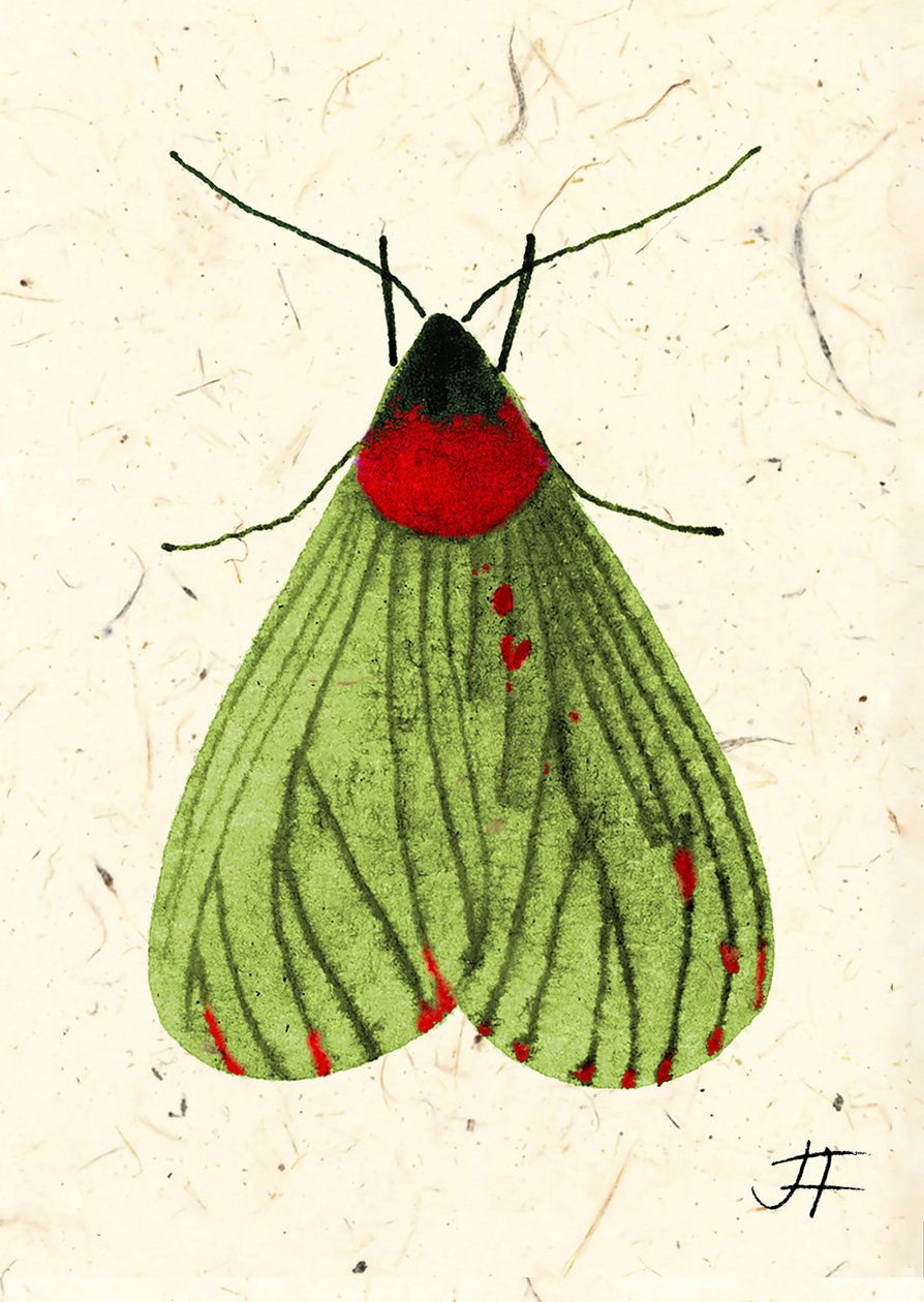 FlyMoth, 2024 (akvarell, papír) alkotó: Jenny Frean