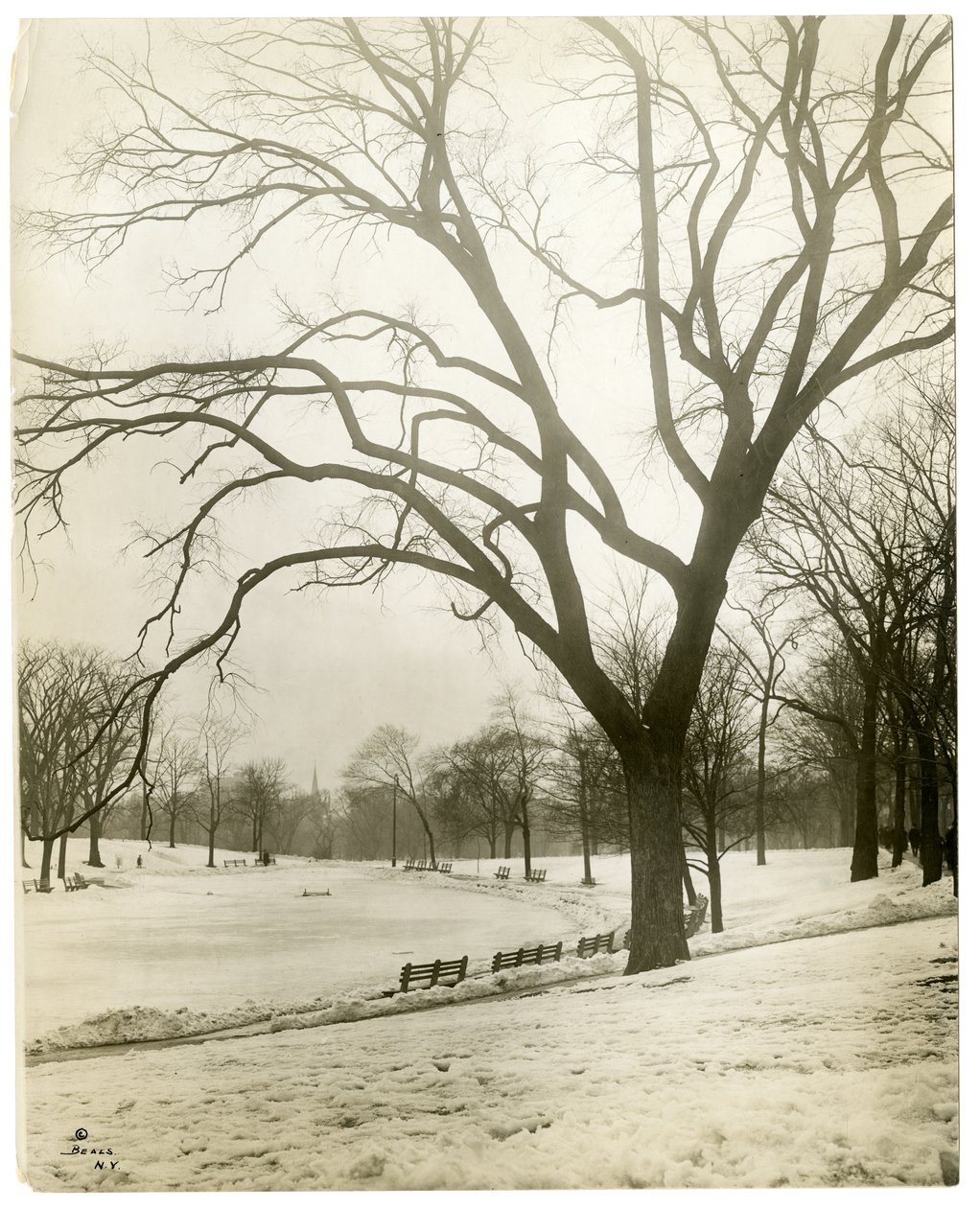 Boston Common és békató, fán, Boston, USA, 1902-1910 körül (zselatin ezüst fotó) alkotó: Jessie Tarbox Beals