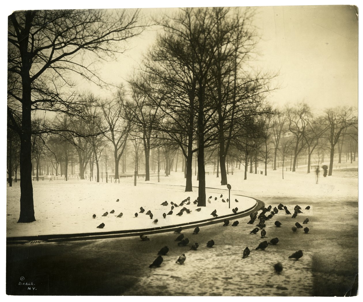 Galamboknál gyakori, Boston, USA, 1902-1910 körül (zselatin ezüst fotó) alkotó: Jessie Tarbox Beals