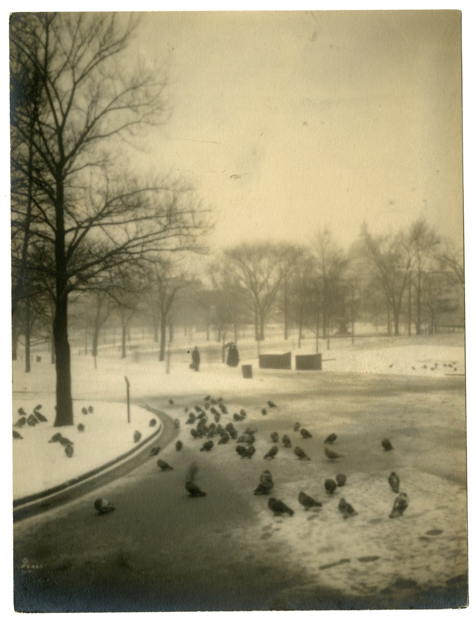 Közönséges galambokkal, Boston, USA, 1902-1910 körül alkotó: Jessie Tarbox Beals