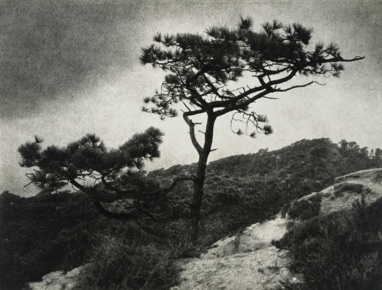 Híres Torrey Pines alkotó: Jessie Tarbox Beals