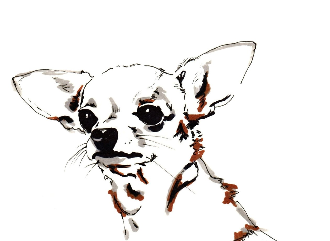 Big Ears the Chihuahua, 2012 (toll, tinta papíron) alkotó: Jo Chambers