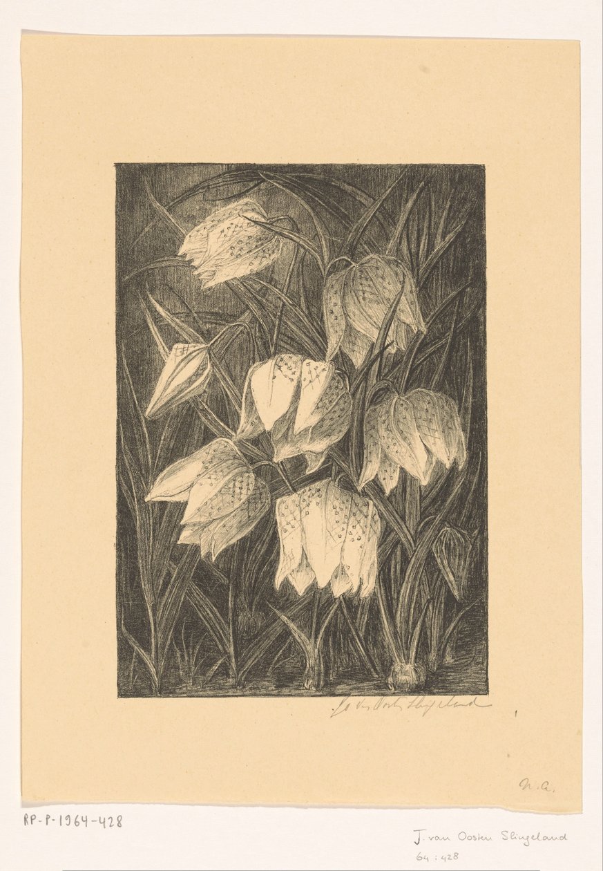 Cicavirágok alkotó: Jo van Oosten Slingeland (signed by artist)
