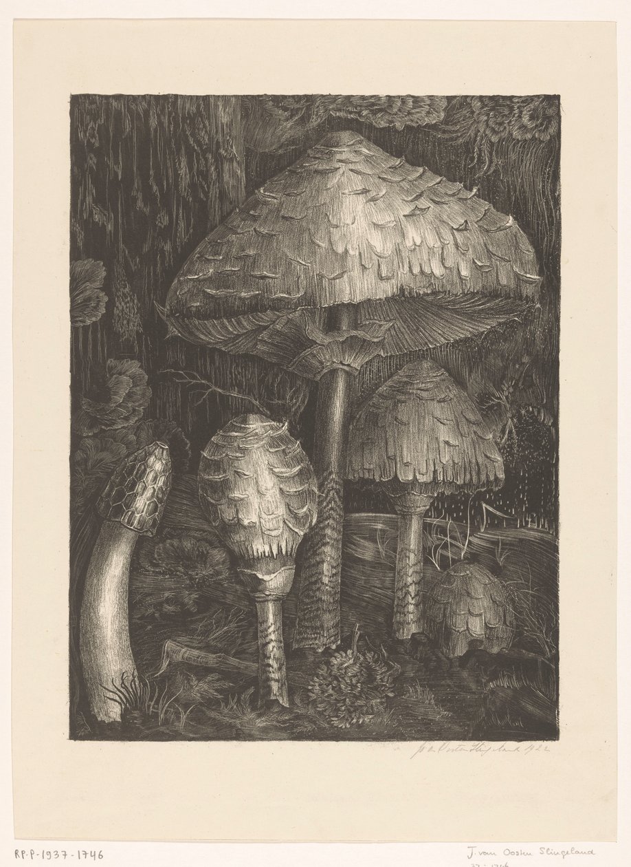 gombát alkotó: Jo van Oosten Slingeland (signed by artist)