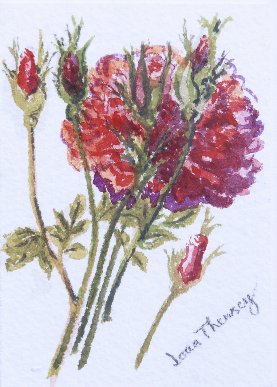 Little Red Roses, 2005, (wc kézzel készített akvarell táblán) alkotó: Joan Thewsey