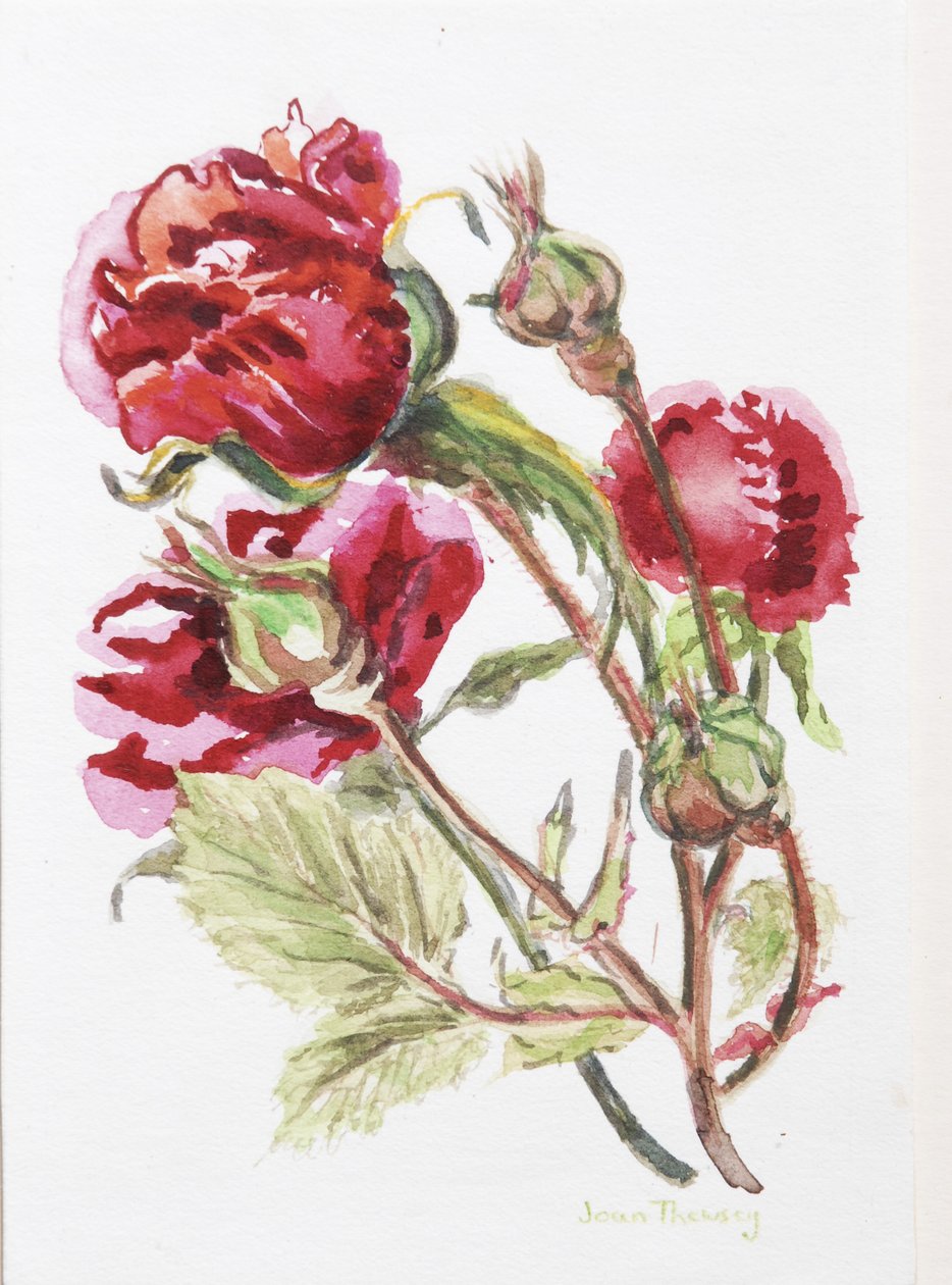 Red Rose Spray,2001, (wc, kézzel készített akvarell kartonra) alkotó: Joan Thewsey