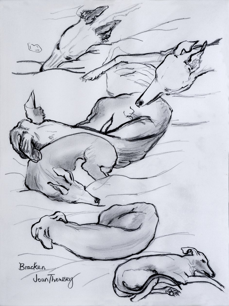 Bracken, a whippet, 2000, (ceruza) alkotó: Joan Thewsey