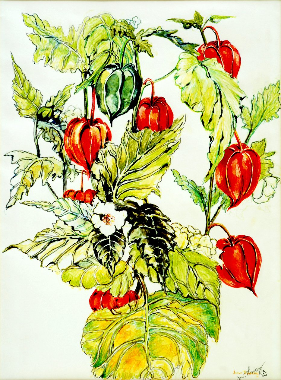 Kínai lámpás spray, 2005, (vízfesték) alkotó: Joan Thewsey