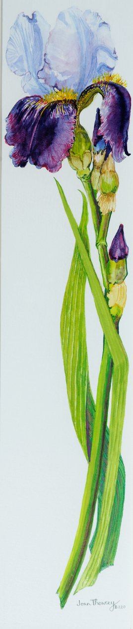 Írisz három bimbóval, 2010, akvarell alkotó: Joan Thewsey