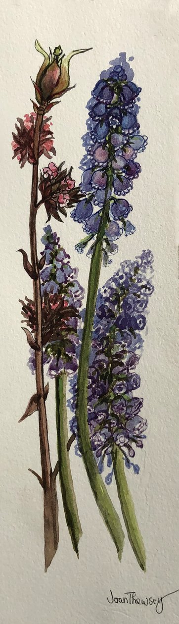 Muscari és Viburnum bodnantense (akvarell) alkotó: Joan Thewsey