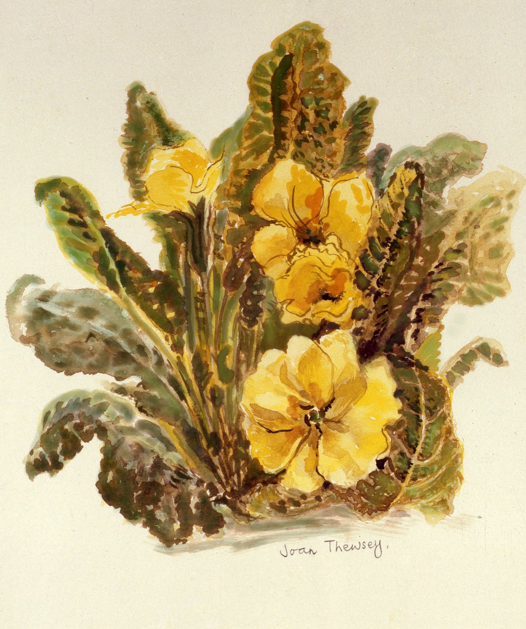 Primrose, 2010, akvarell kézzel készített papíron, alkotó: Joan Thewsey