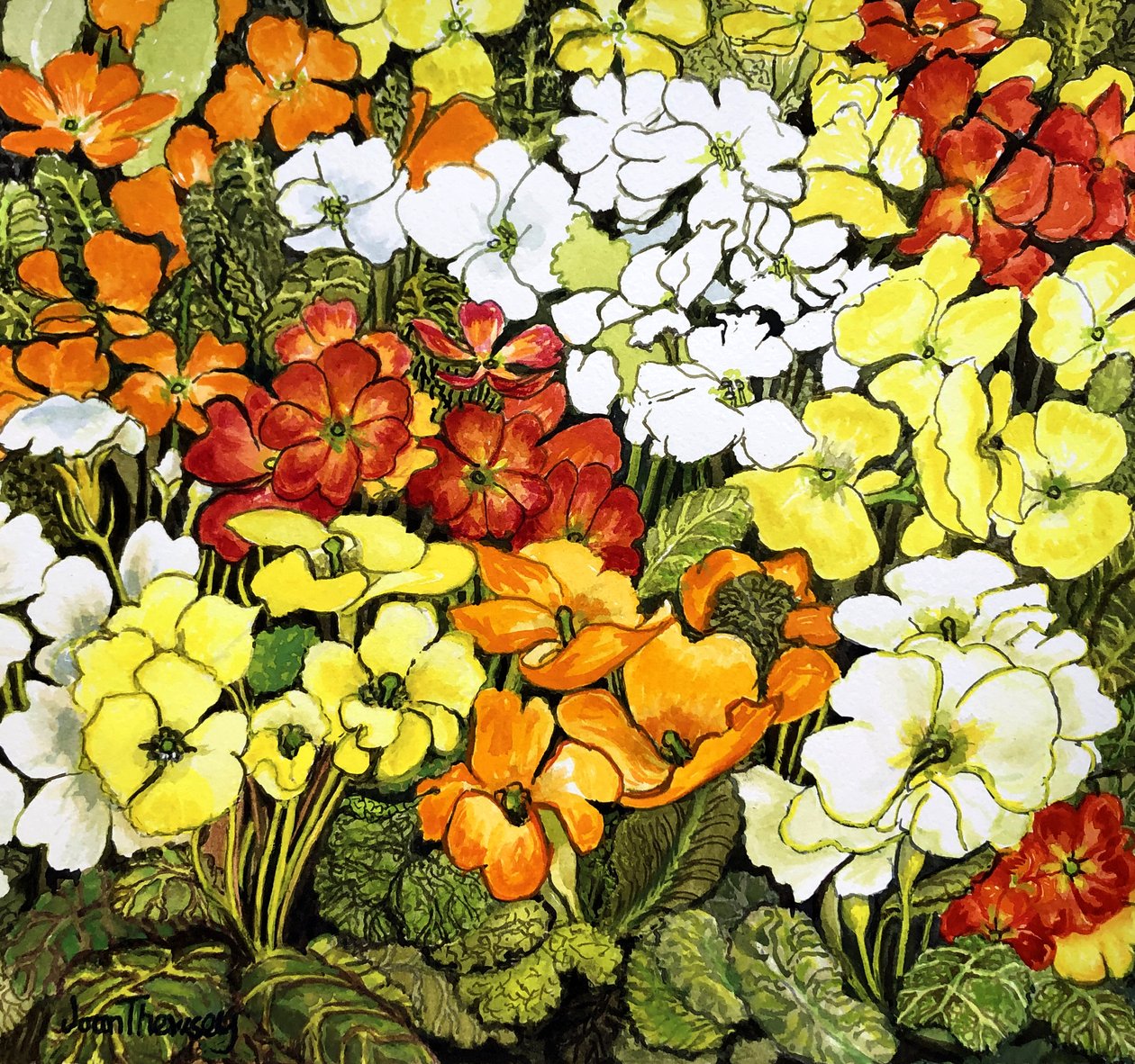 Primrose Border, fehér, sárga, narancssárga és piros kankalin (akvarell) alkotó: Joan Thewsey