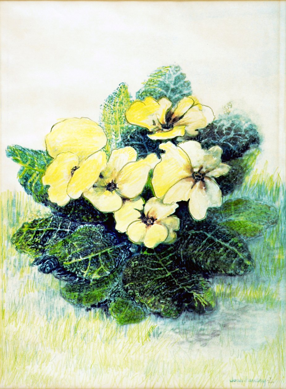 Primrose halványsárga, 2005 (vízfesték) alkotó: Joan Thewsey