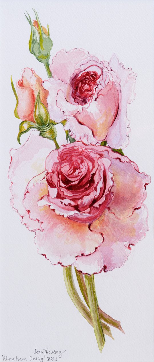 Roses (Abraham Derby), 2010, akvarell alkotó: Joan Thewsey