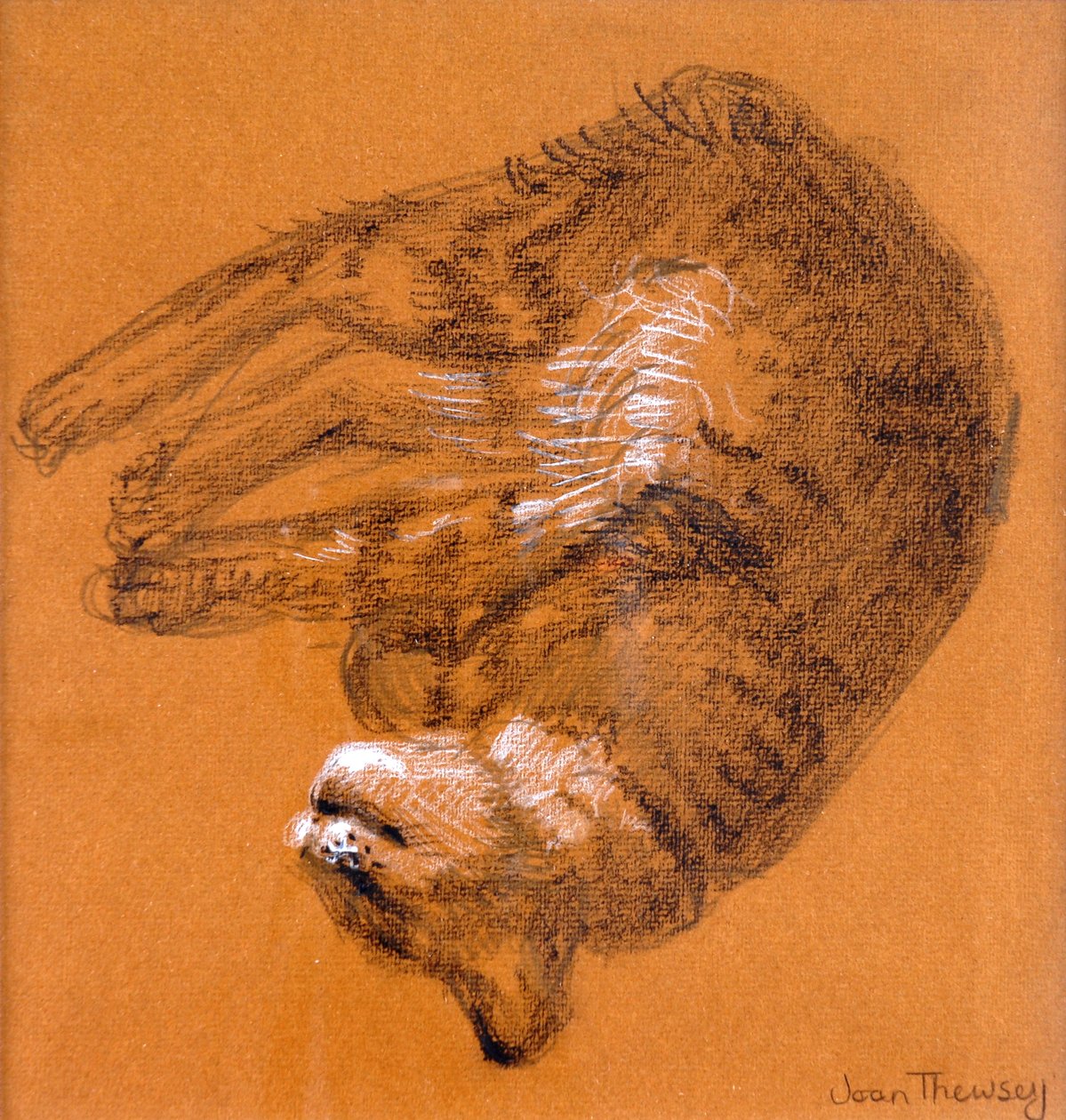 Sleeping Tabby Cat, 2005, (grafit és fehér pasztell) alkotó: Joan Thewsey