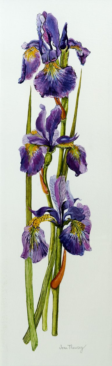 Három írisz levelekkel, 2010, akvarell alkotó: Joan Thewsey