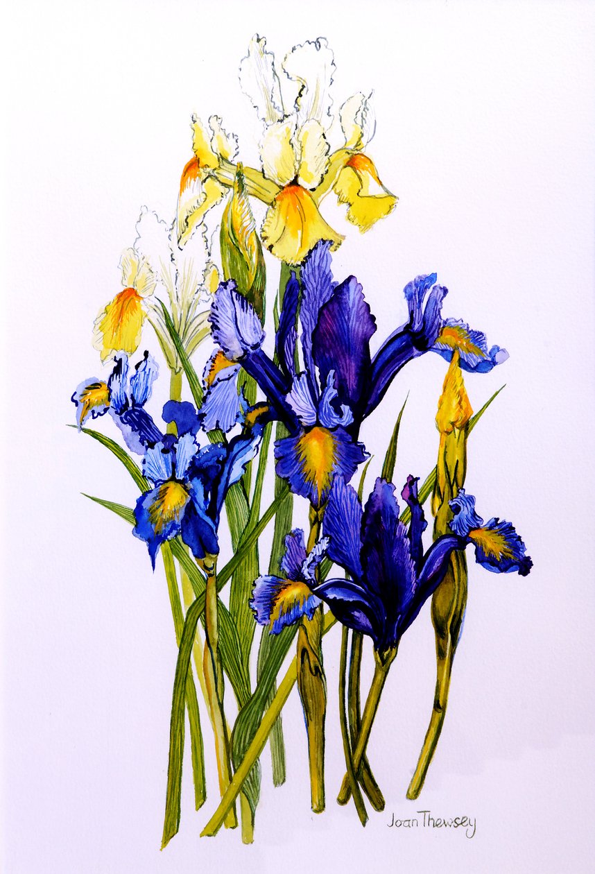 Három lila és két sárga írisz bimbókkal, 2010, akvarell alkotó: Joan Thewsey