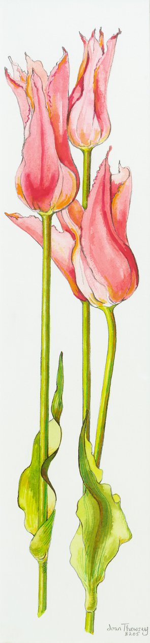 Három vörös liliomvirágú tulipán Marianne, akvarell, 2010 alkotó: Joan Thewsey