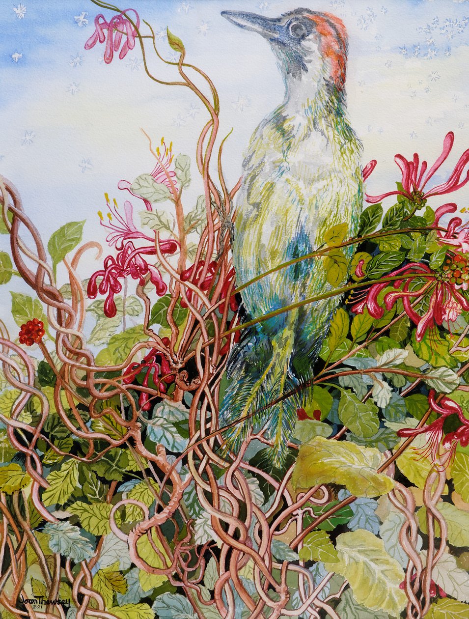 Harkály a loncban,2010,akvarell alkotó: Joan Thewsey