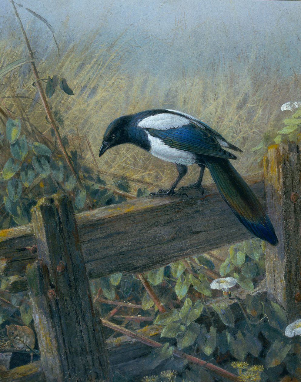 A Szarka alkotó: Johan Gerard Keulemans