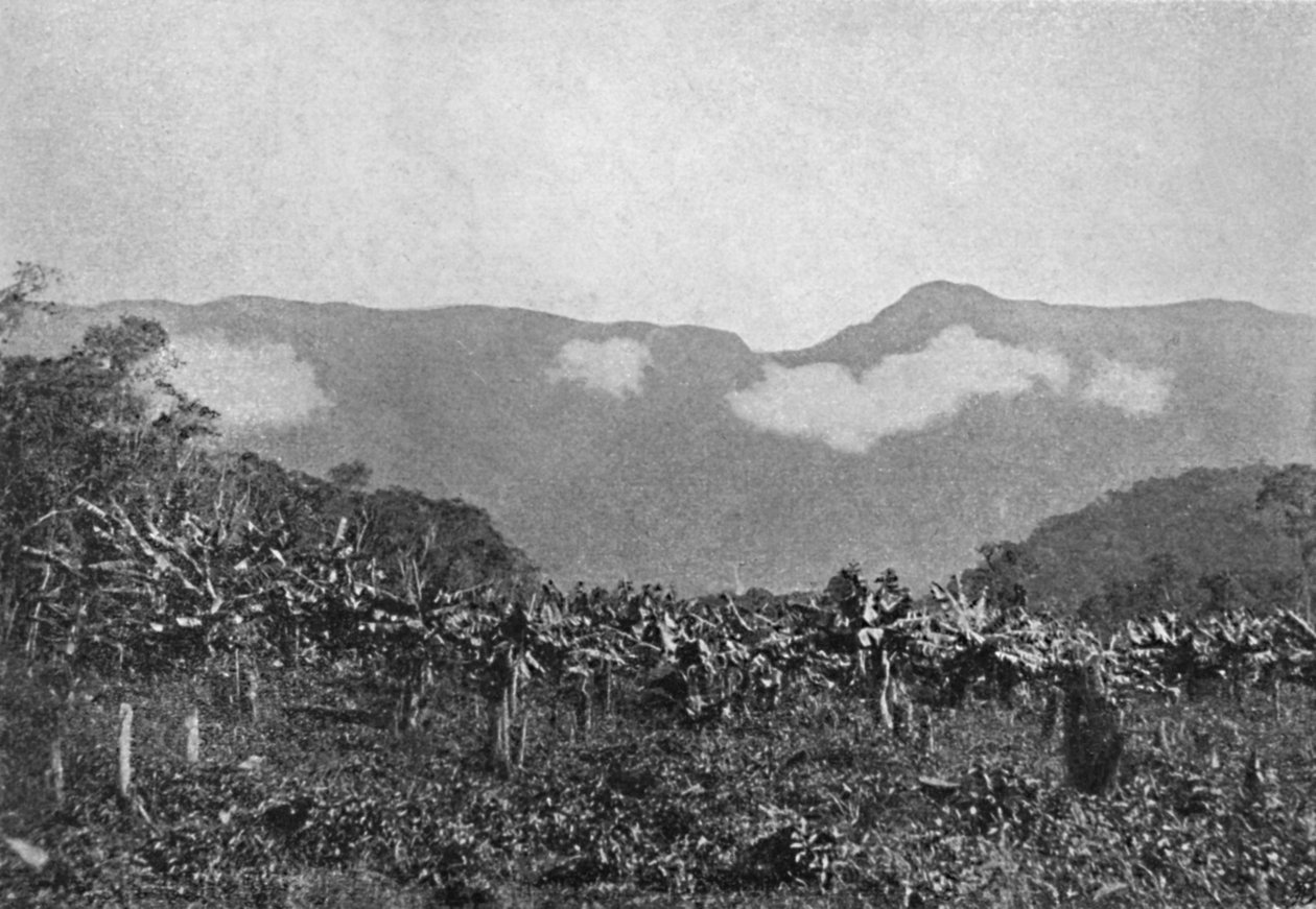 „Banan Cubatao”, Banán, Cubato, 1895 alkotó: Johan Albert Constantin Lofgren